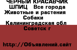 ЧЕРНЫЙ КРАСАВЧИК ШПИЦ - Все города Животные и растения » Собаки   . Калининградская обл.,Советск г.